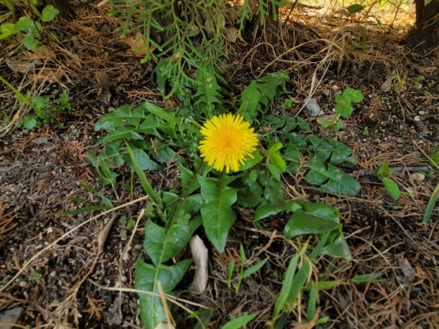 숲속마을 모아미래도 - 2