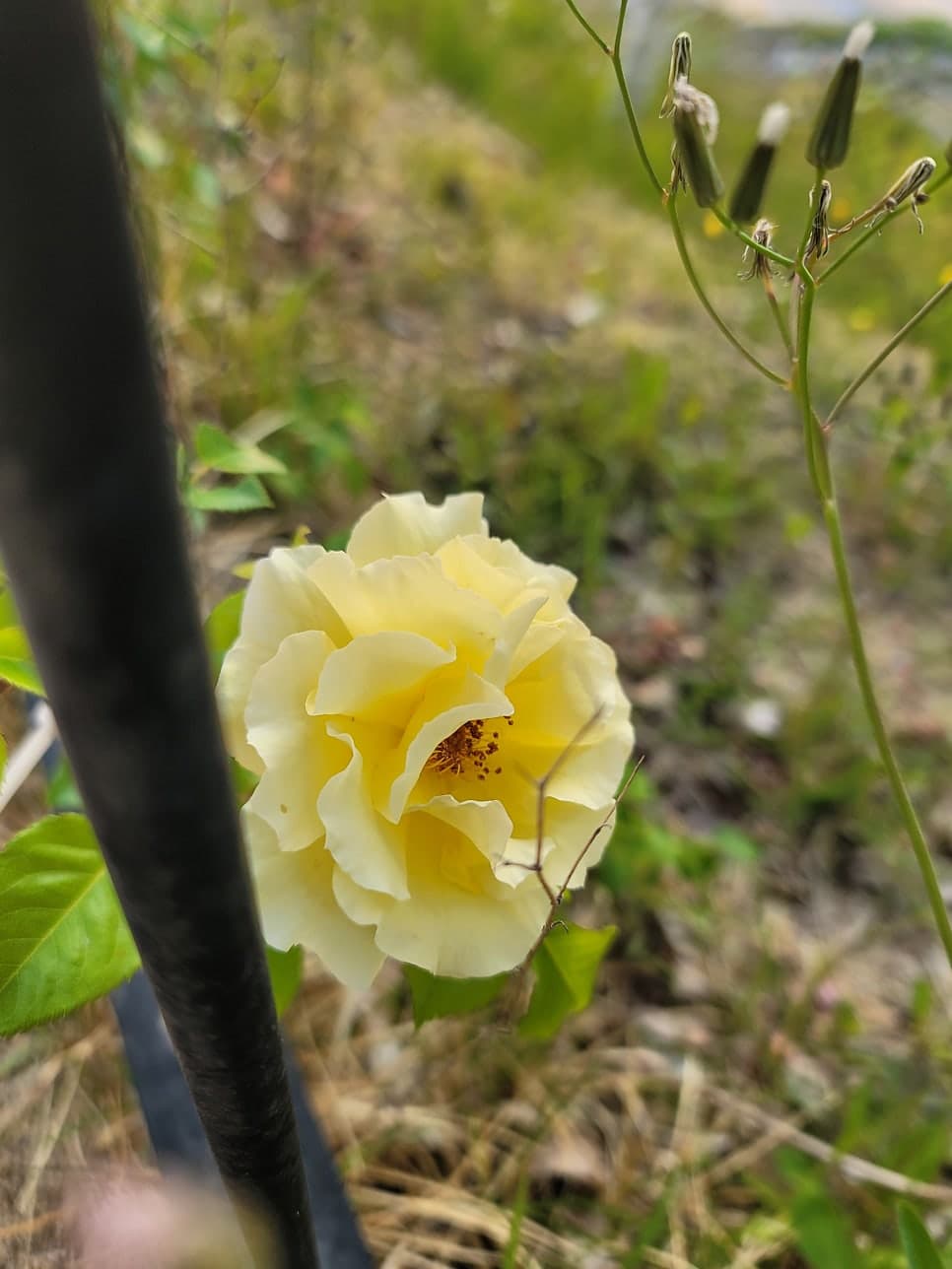 늘벗마을 병점역 센트럴허브시티 신창1차 - 5