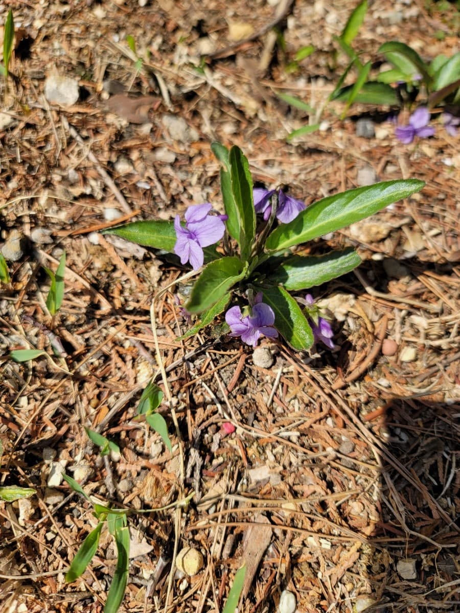 숲속마을 모아미래도 - 1