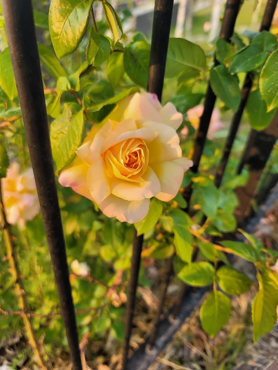 늘벗마을 병점역 센트럴허브시티 신창1차 - 3